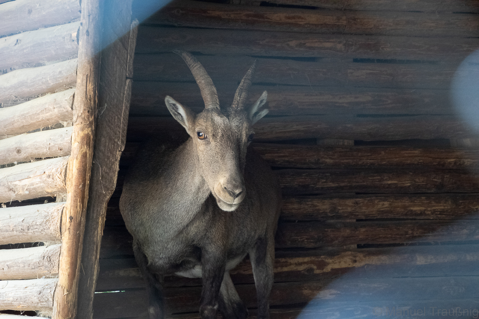 Steinbock