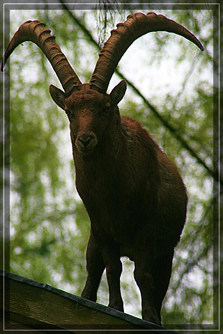 Steinbock