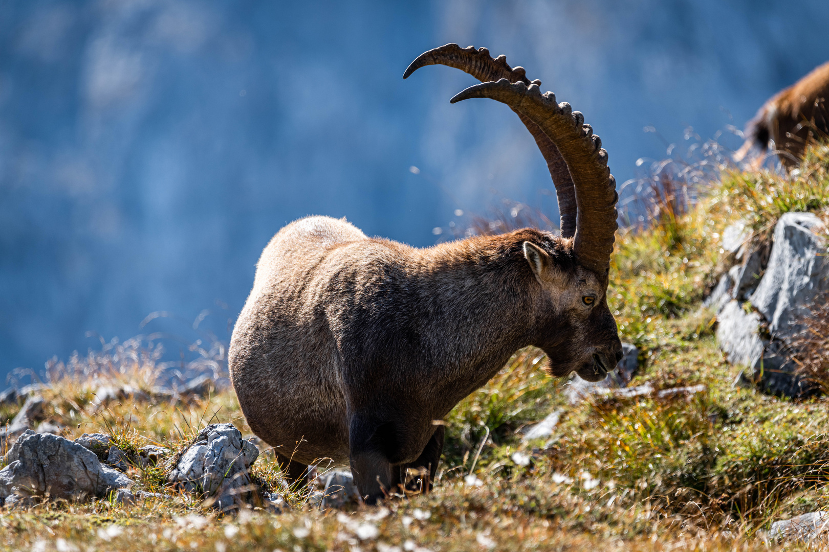 Steinbock