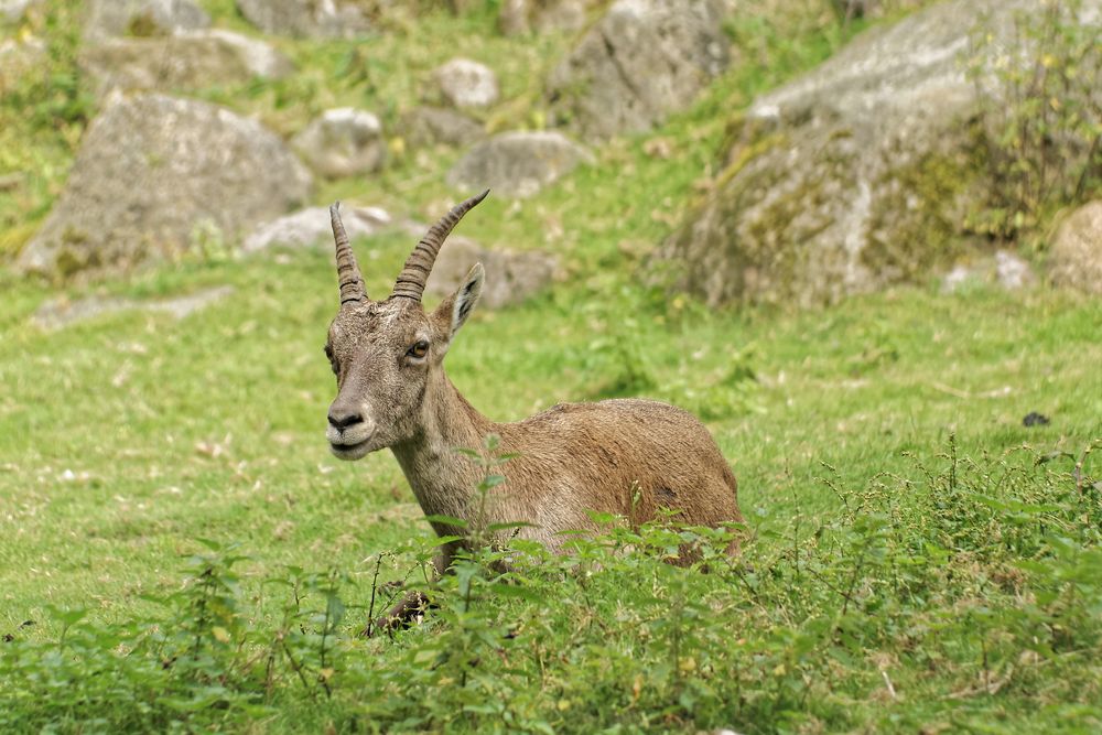 Steinbock