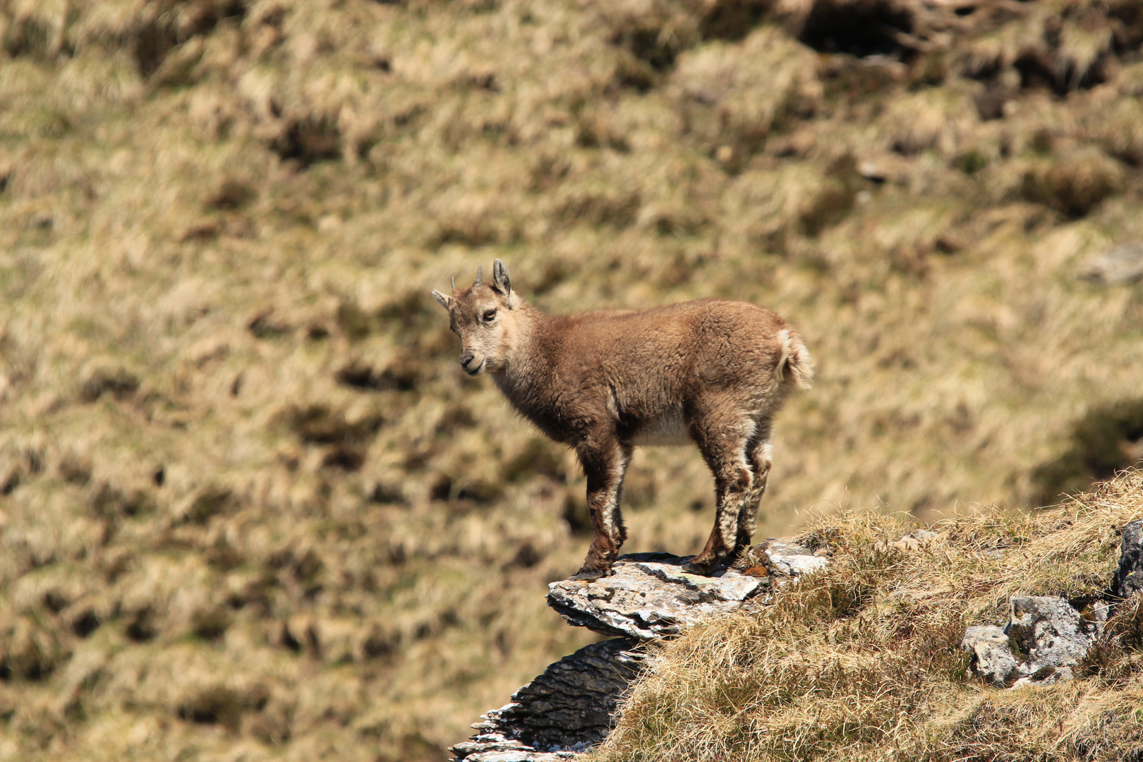 Steinbock