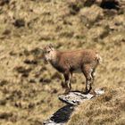 Steinbock