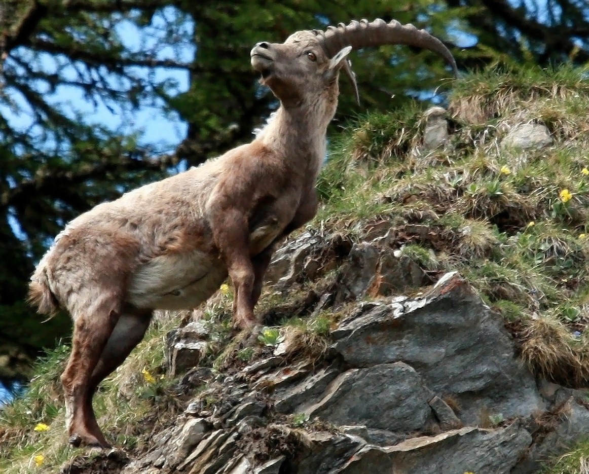 Steinbock