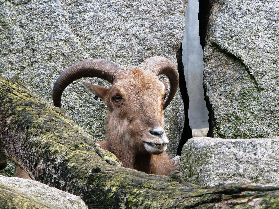 Steinbock