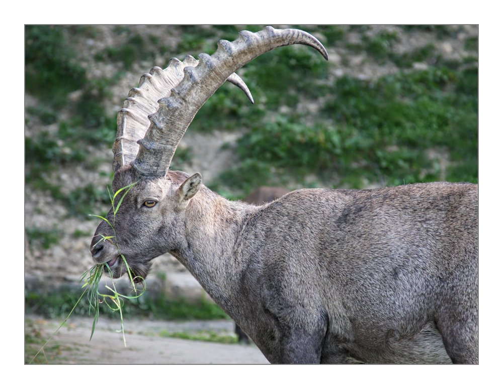 Steinbock