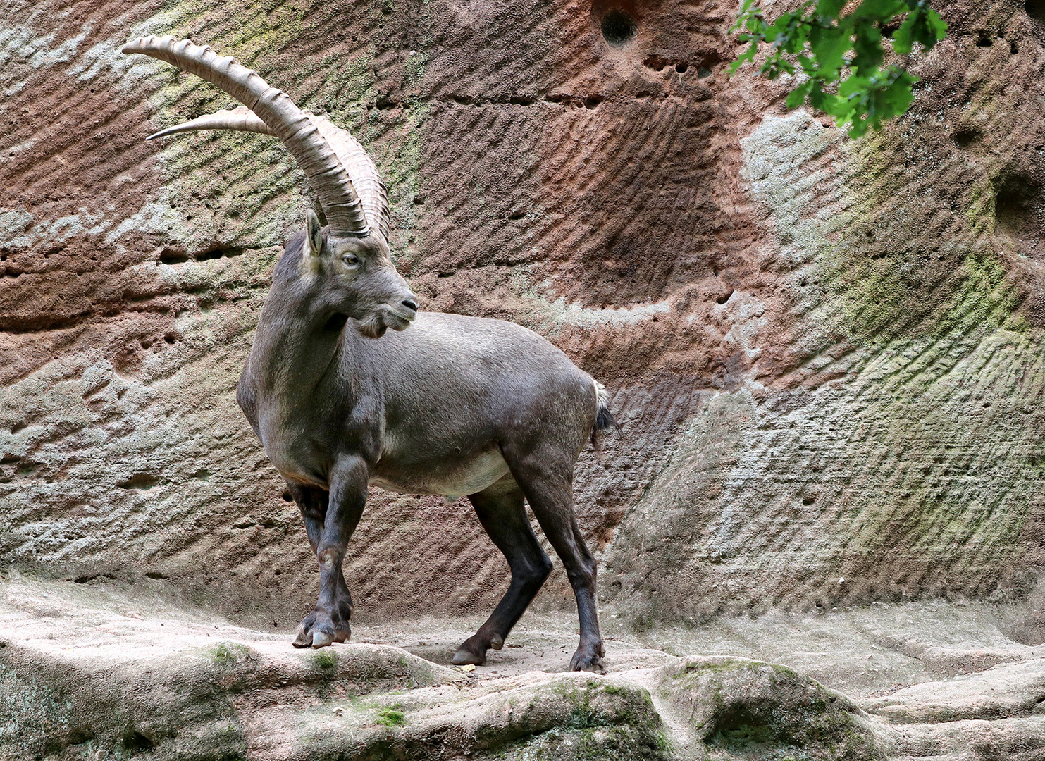 Steinbock 