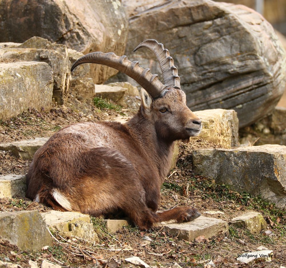 Steinbock