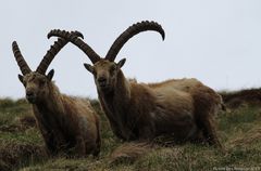 Steinbock