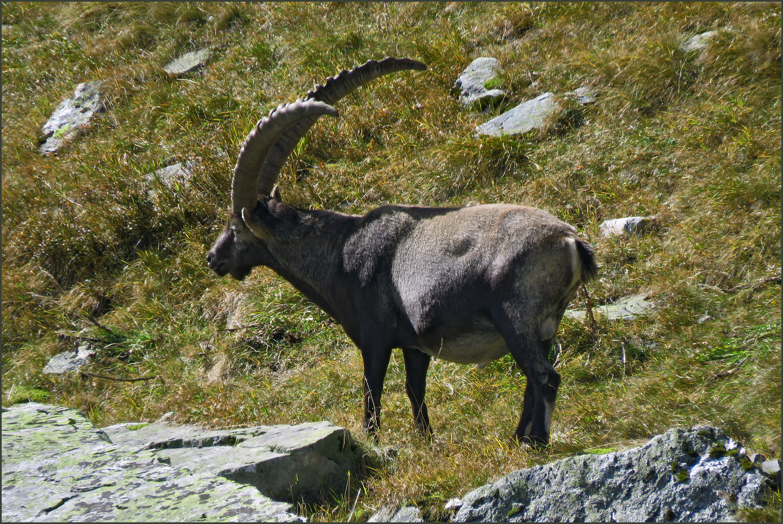 Steinbock