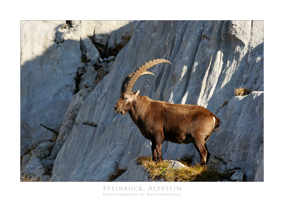 Steinbock