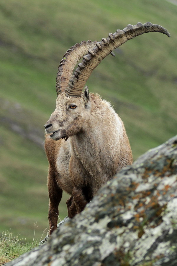 Steinbock