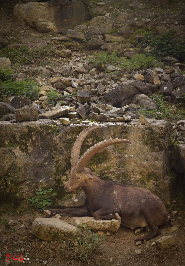 Steinbock