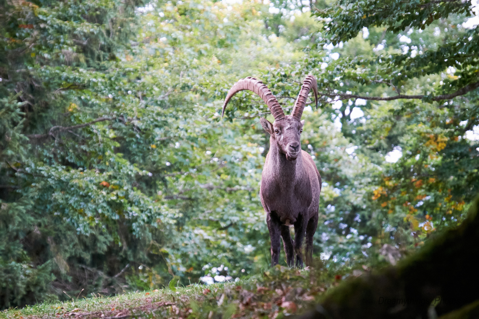 Steinbock