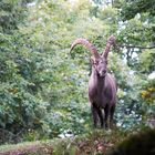 Steinbock