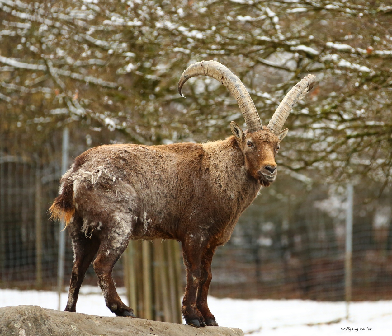 Steinbock