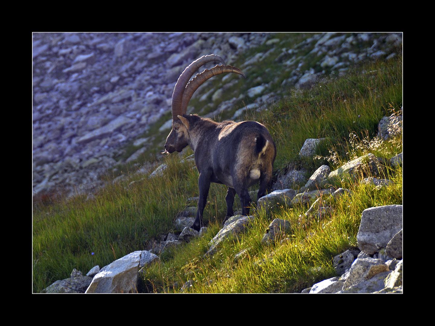 Steinbock