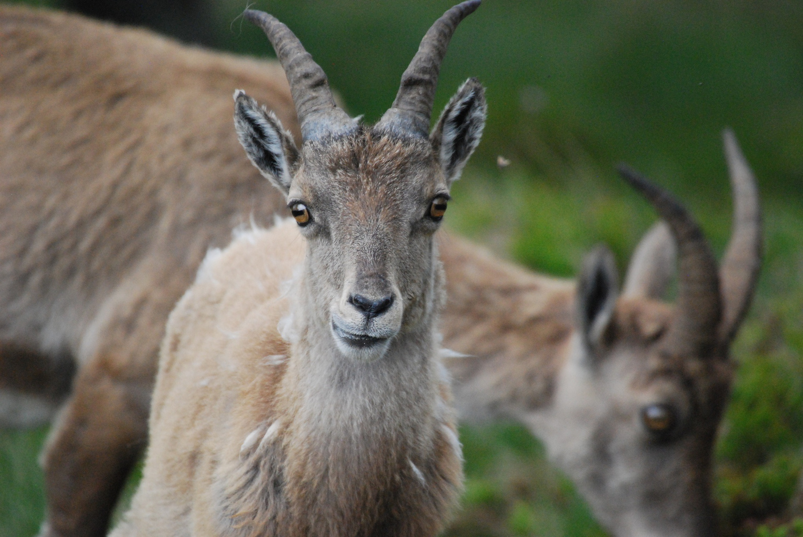 Steinbock