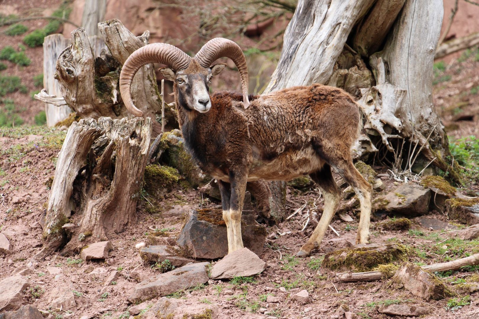 Steinbock