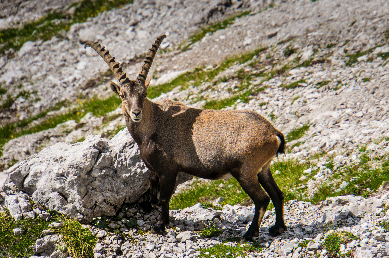 Steinbock Foto & Bild | tiere, wildlife, säugetiere Bilder auf fotocommunity