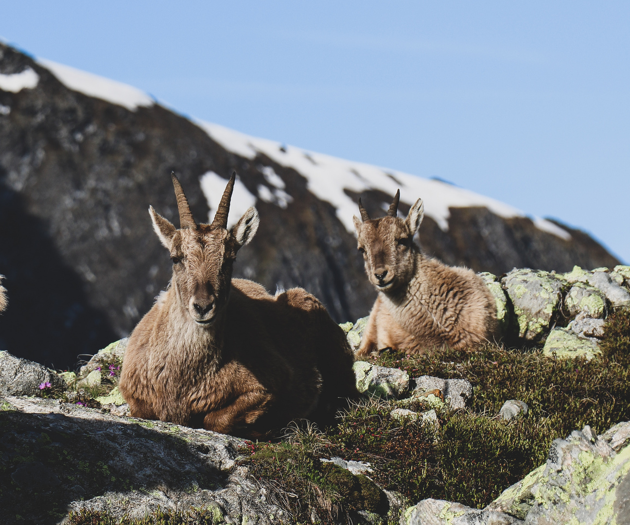 Steinbock