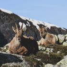 Steinbock