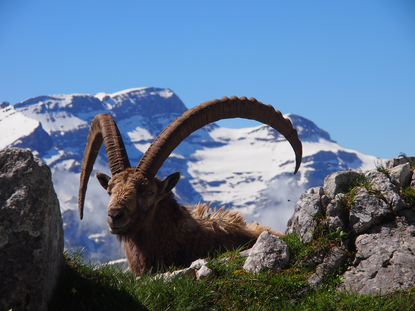 Steinbock