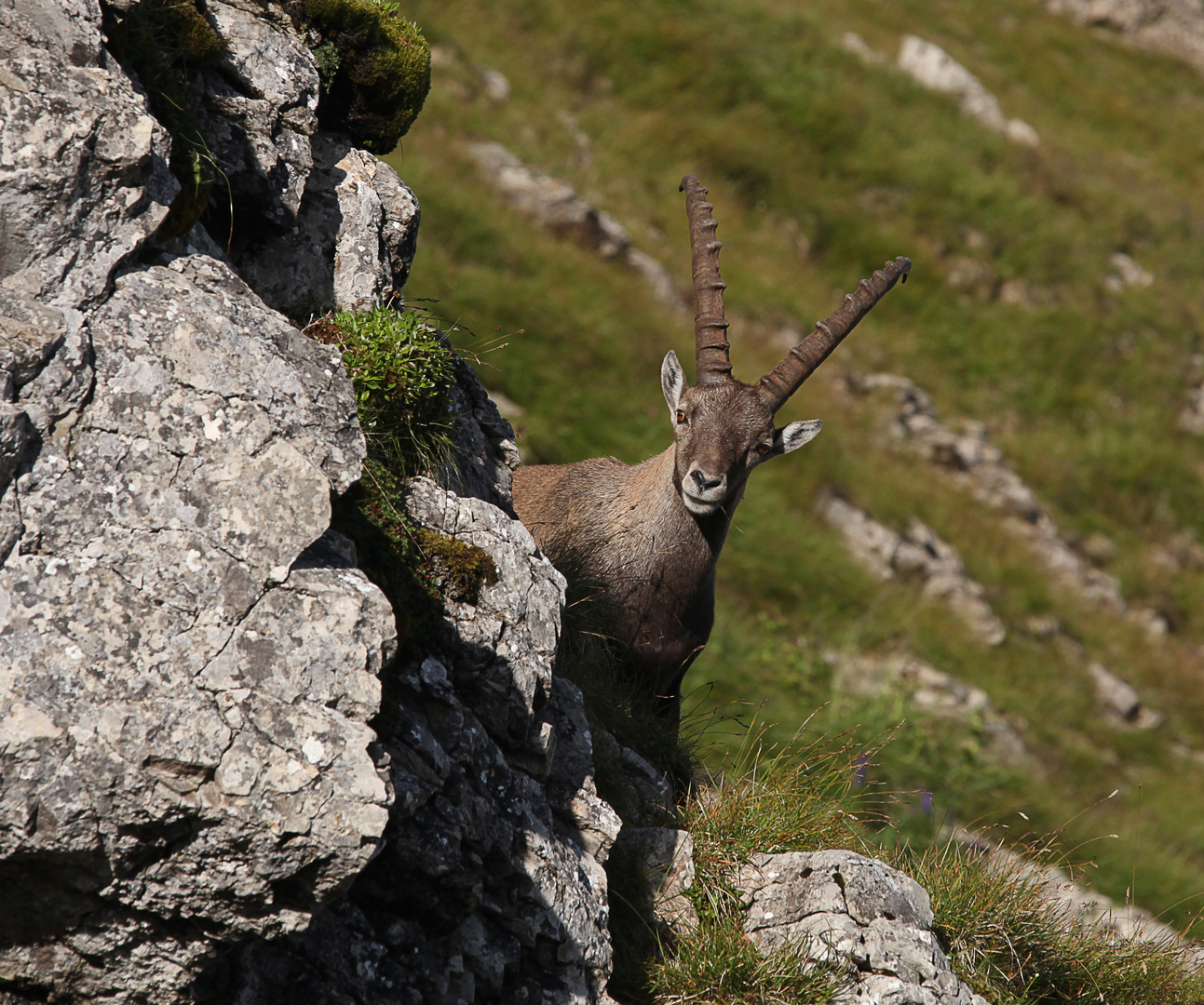 Steinbock