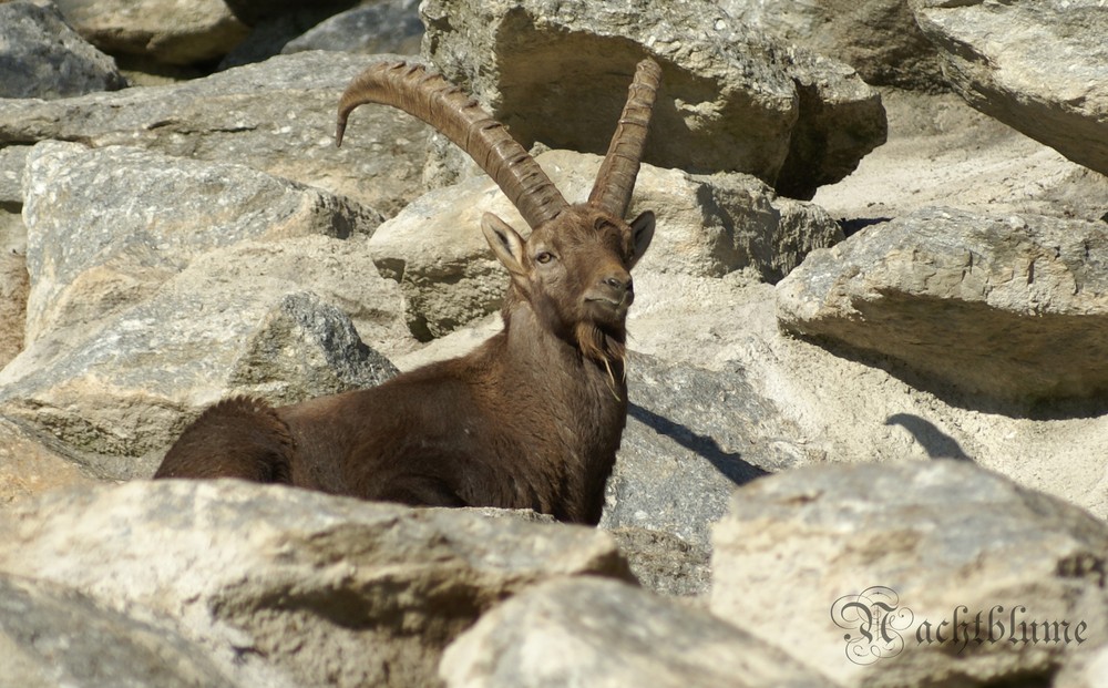 Steinbock