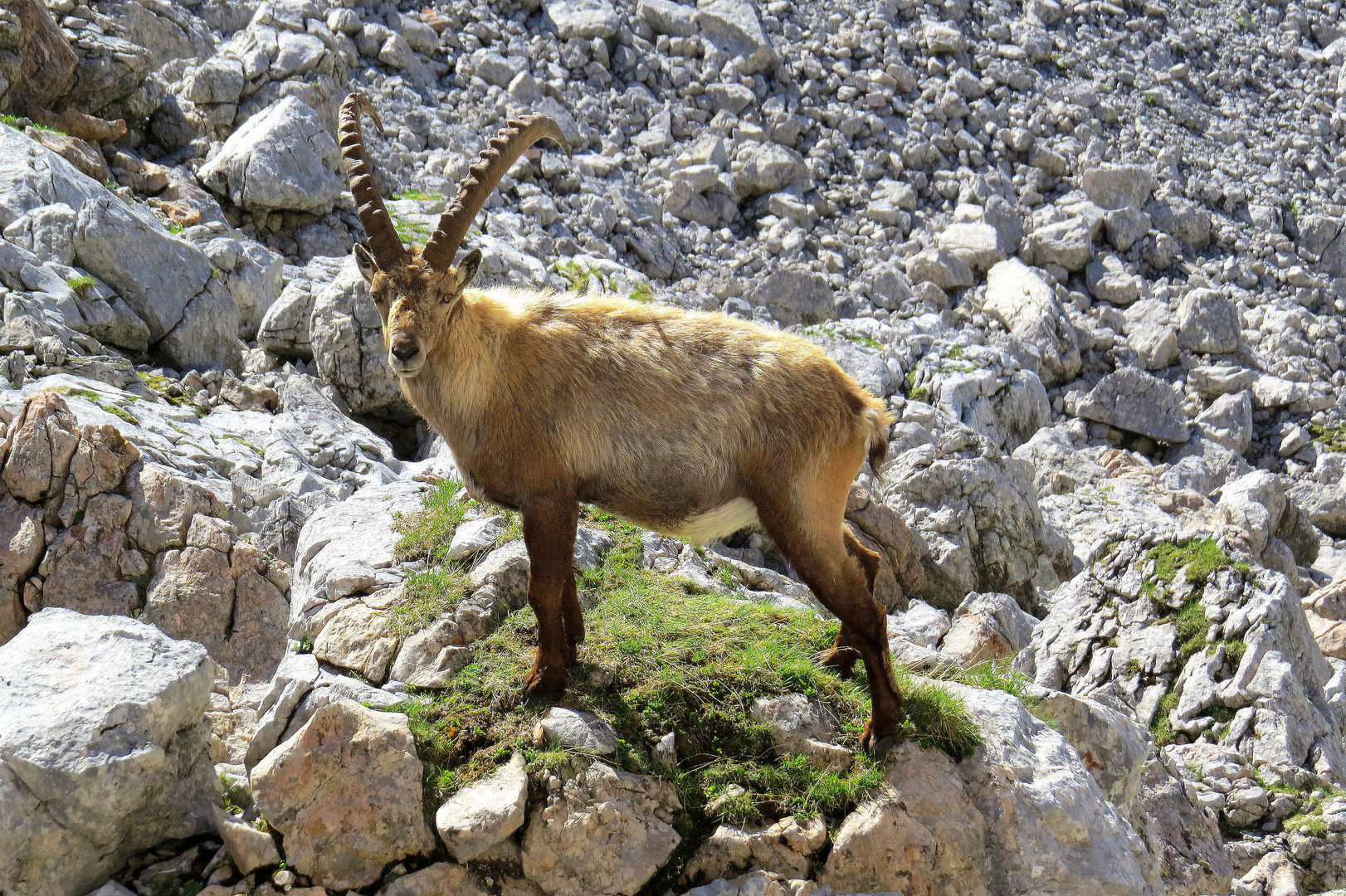 Steinbock