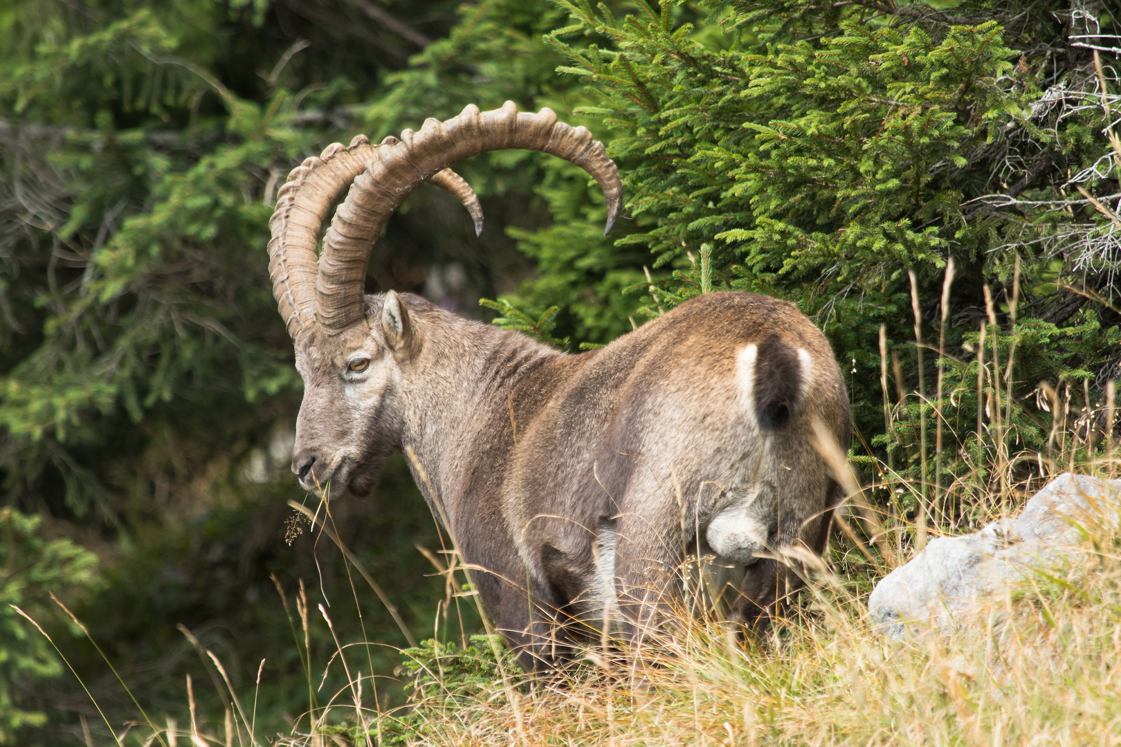 Steinbock