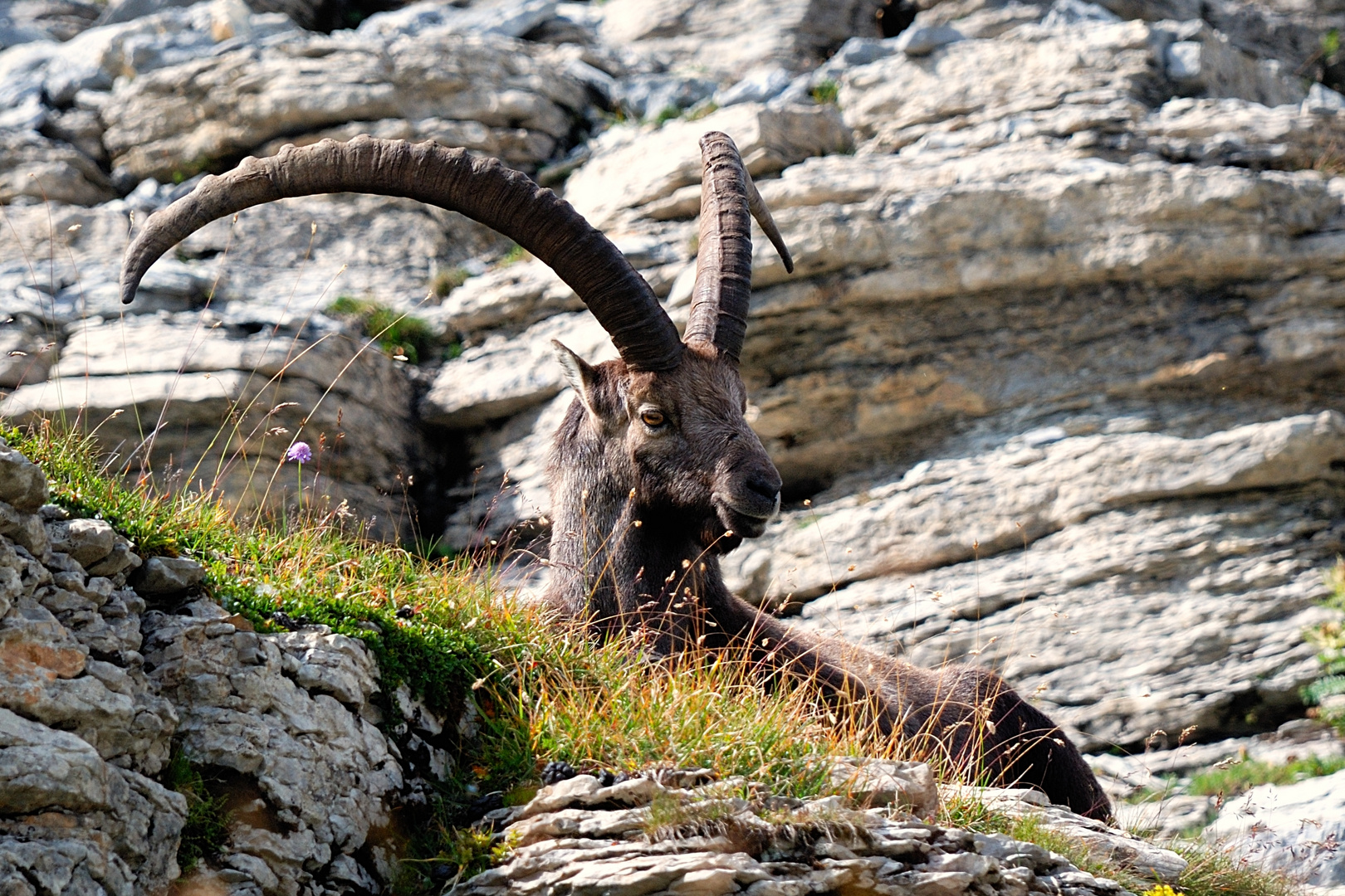 Steinbock