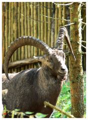 steinbock