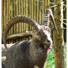 steinbock