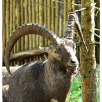 steinbock