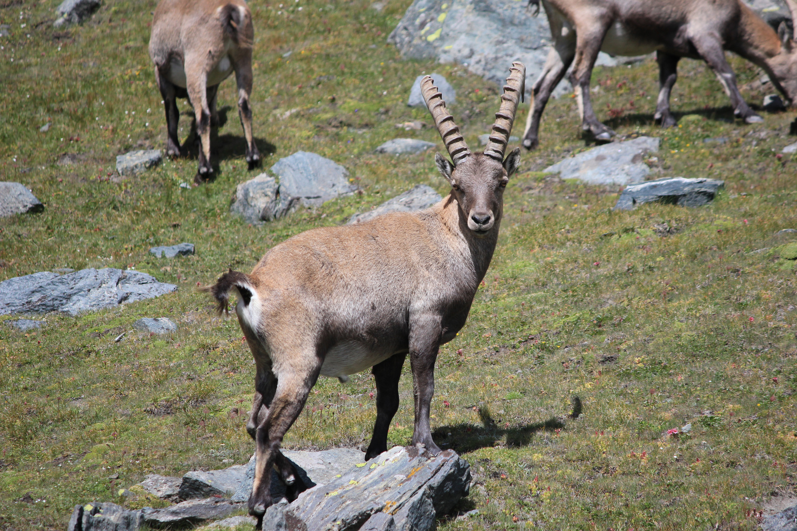 Steinbock