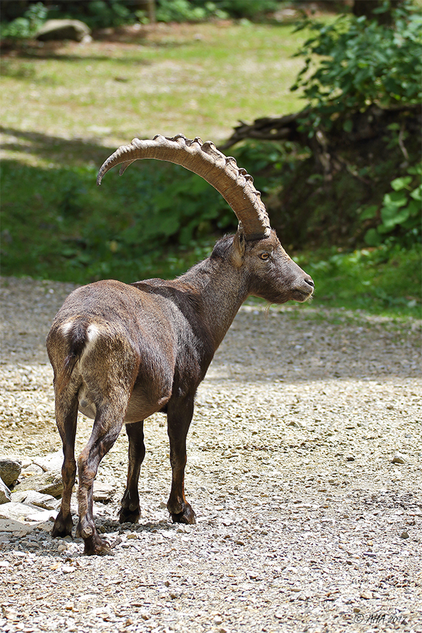 Steinbock