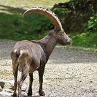 Steinbock