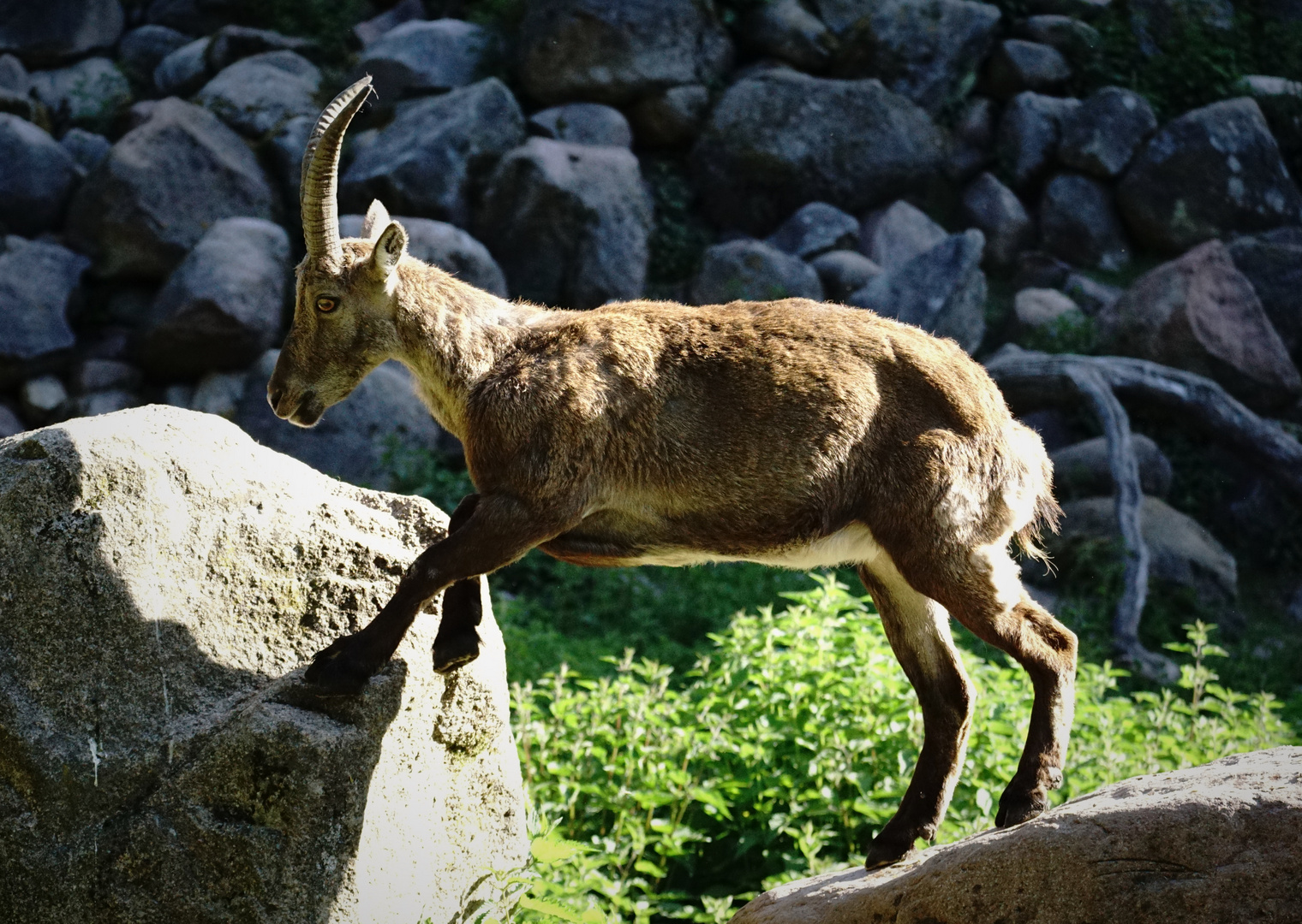 Steinbock 