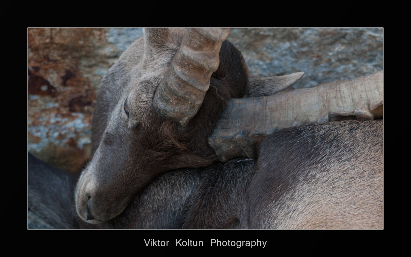 Steinbock