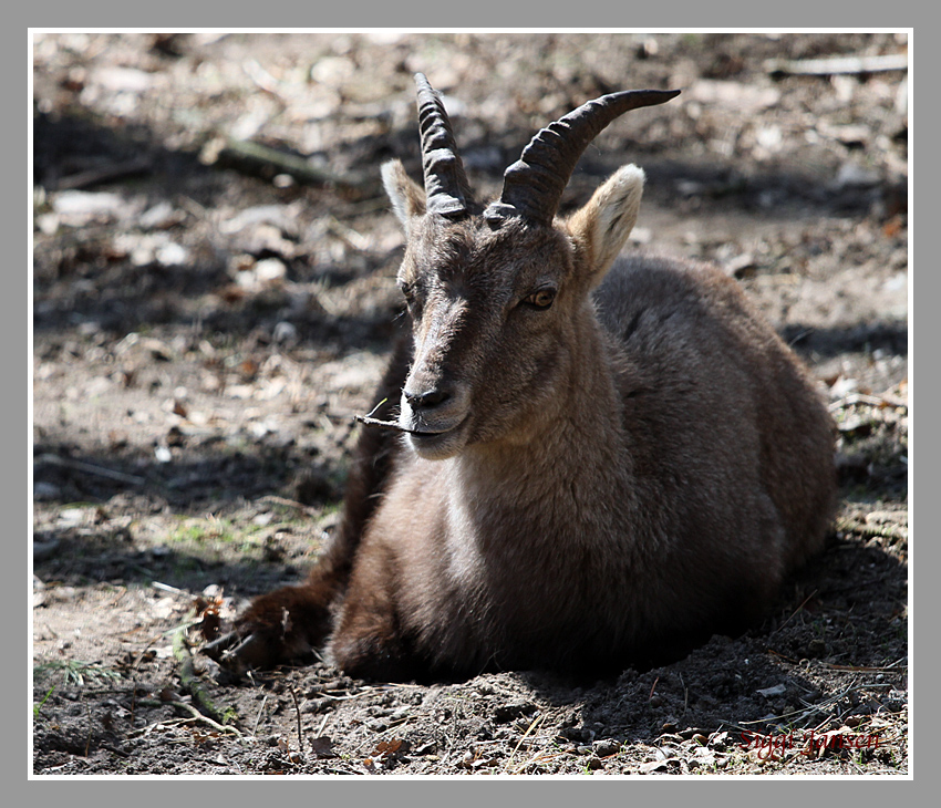 Steinbock