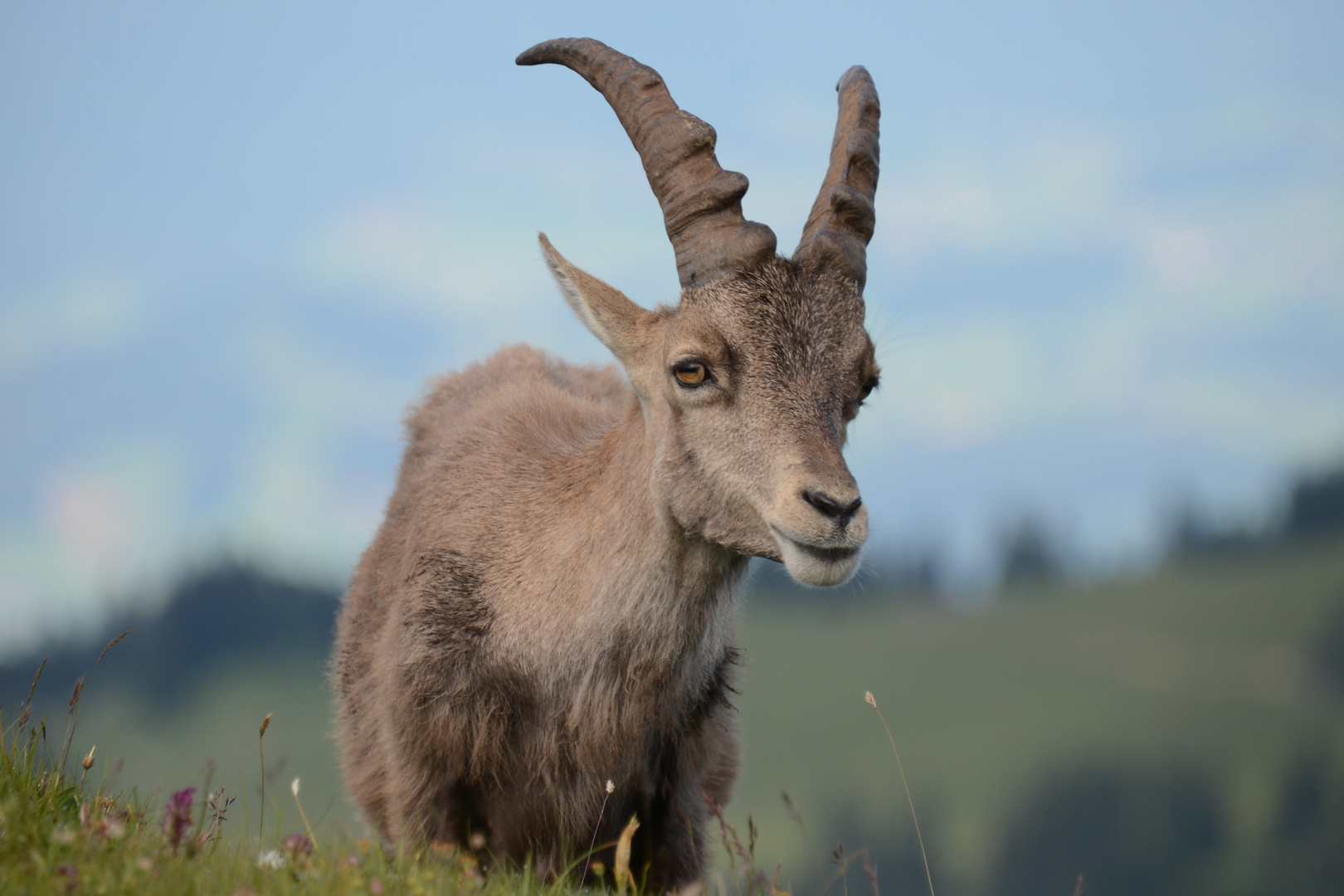 Steinbock