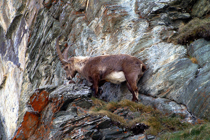 Steinbock