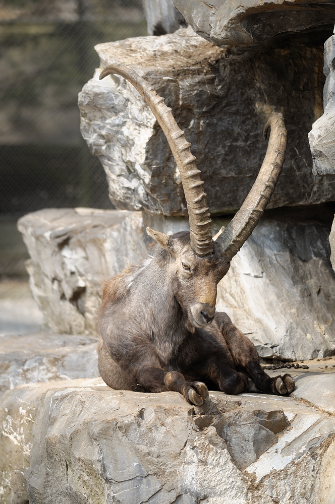 Steinbock