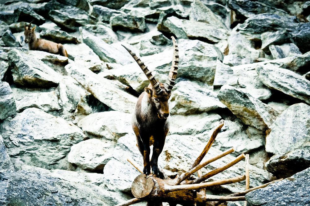 Steinbock Foto & Bild | tiere, wildlife, säugetiere Bilder auf fotocommunity