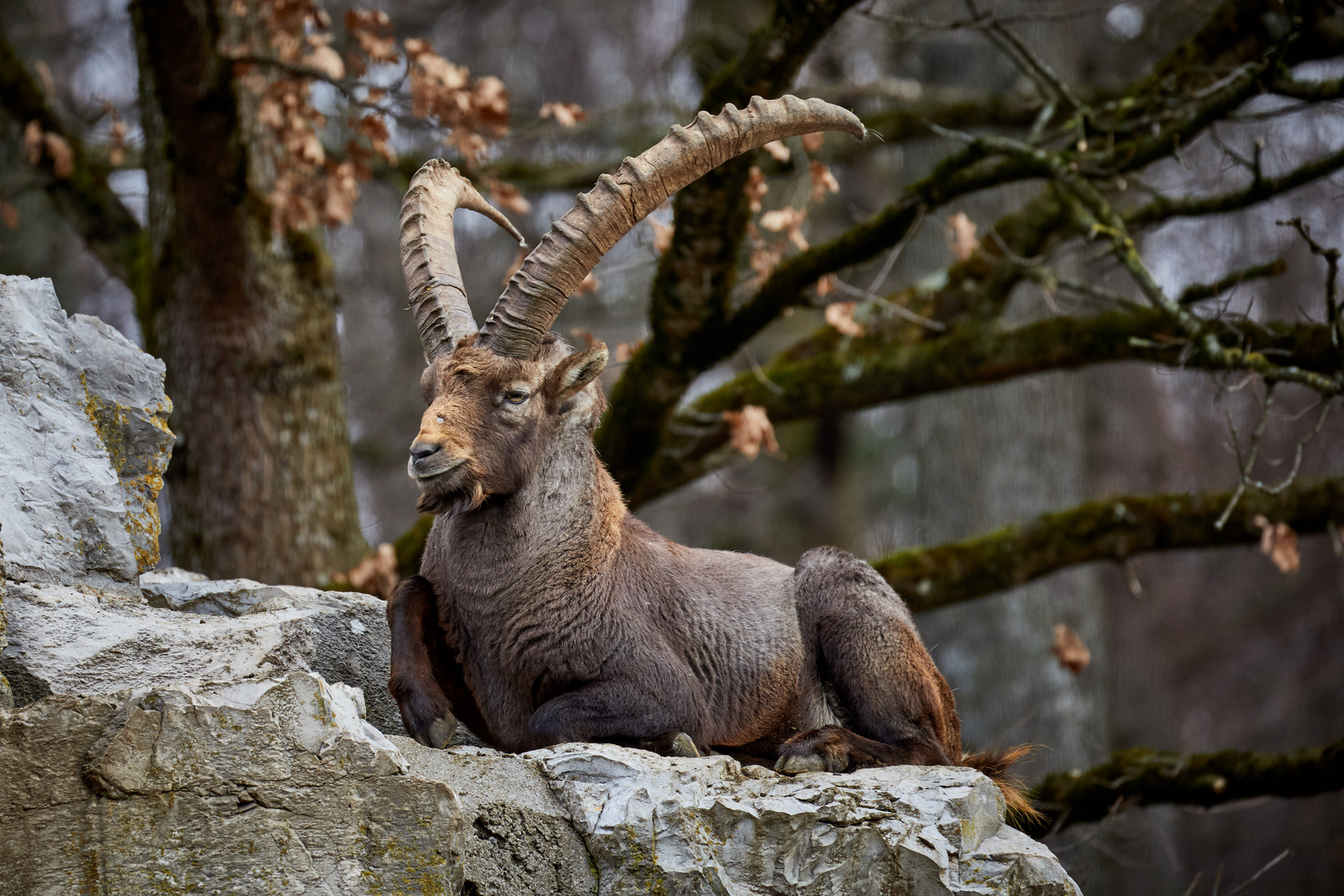 Steinbock