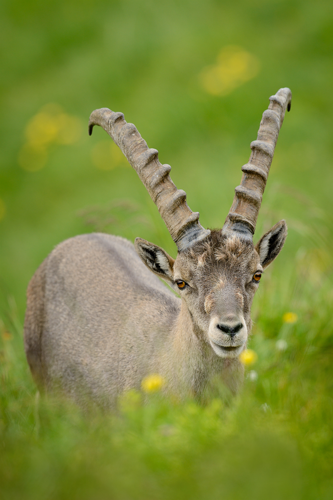 Steinbock