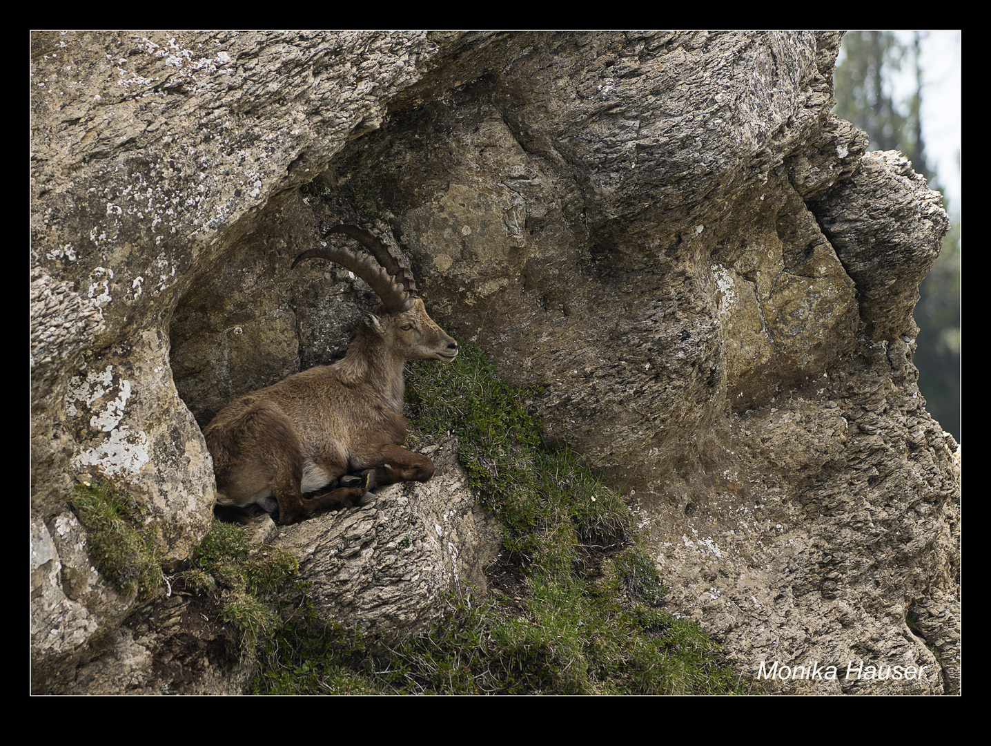 Steinbock