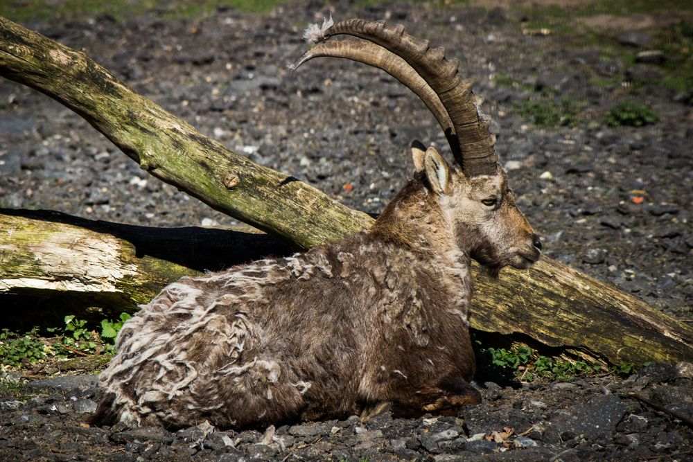 Steinbock