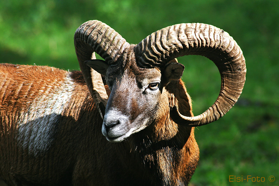 Steinbock