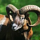 Steinbock